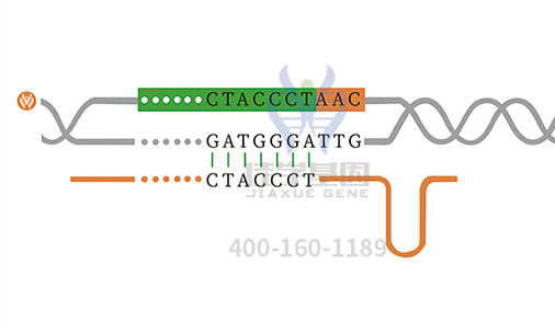 【佳學基因檢測】孟買表型基因解碼、<a href=http://hyjhsj.com/tk/jiema/cexujishu/2021/31933.html>基因檢測</a>的報告看得懂嗎？