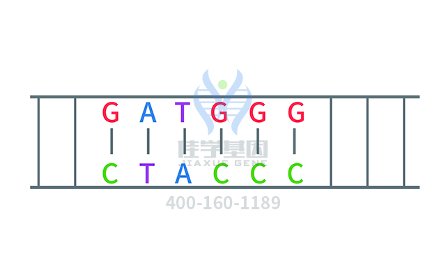【佳學(xué)基因檢測】多尾精子和DNA過量相關(guān)的不育癥基因解碼、<a href=http://hyjhsj.com/tk/jiema/cexujishu/2021/31933.html>基因檢測</a>有什么用？