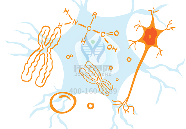 【佳學(xué)基因檢測】如何區(qū)分精神發(fā)育不全23型基因解碼、<a href=http://hyjhsj.com/tk/jiema/cexujishu/2021/31933.html>基因檢測</a>？