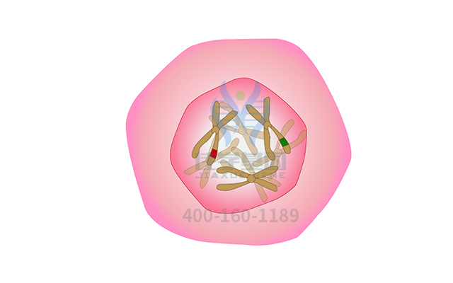 【佳學基因檢測】常染色體顯性遺傳性小腦性共濟失調(diào)<font color='red'>耳聾</font>和發(fā)作性睡病基因解碼、<a href=http://hyjhsj.com/tk/jiema/cexujishu/2021/31933.html>基因檢測</a>的報告有人解讀嗎？