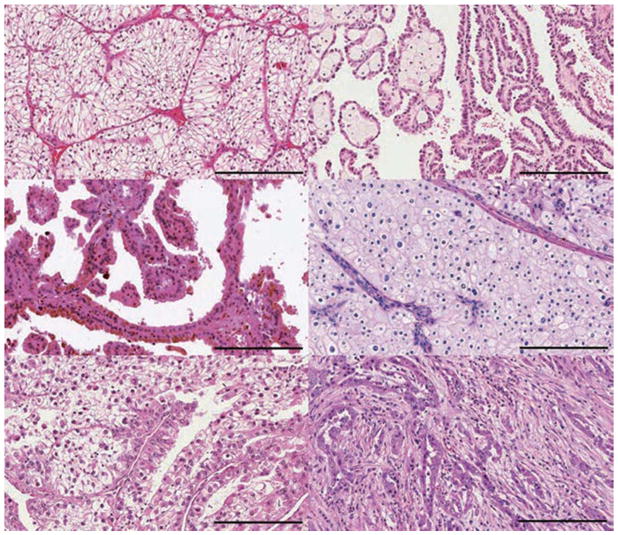 An external file that holds a picture, illustration, etc.
Object name is nihms958498f1.jpg