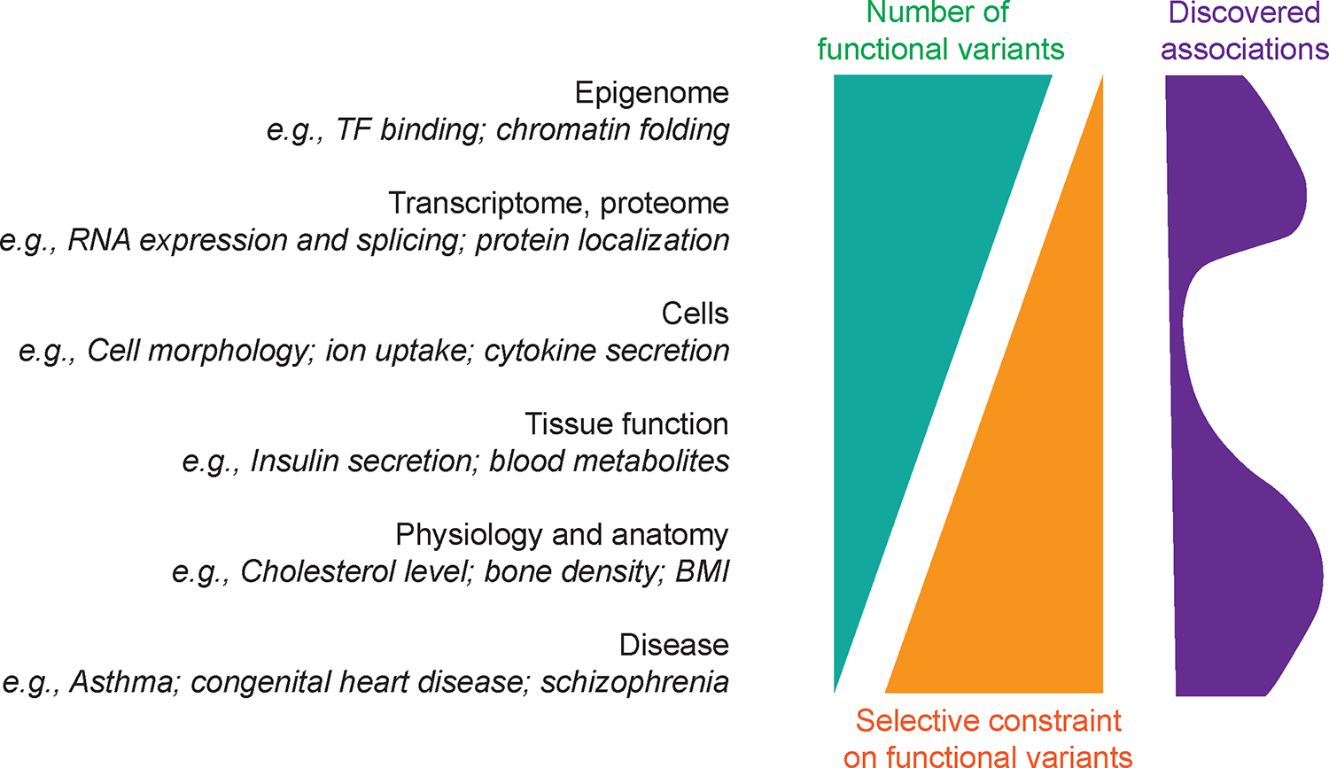 遺傳對(duì)不同層次功能的影響的說(shuō)明
