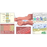 【佳學基因檢測】擴張型心肌病基因檢測