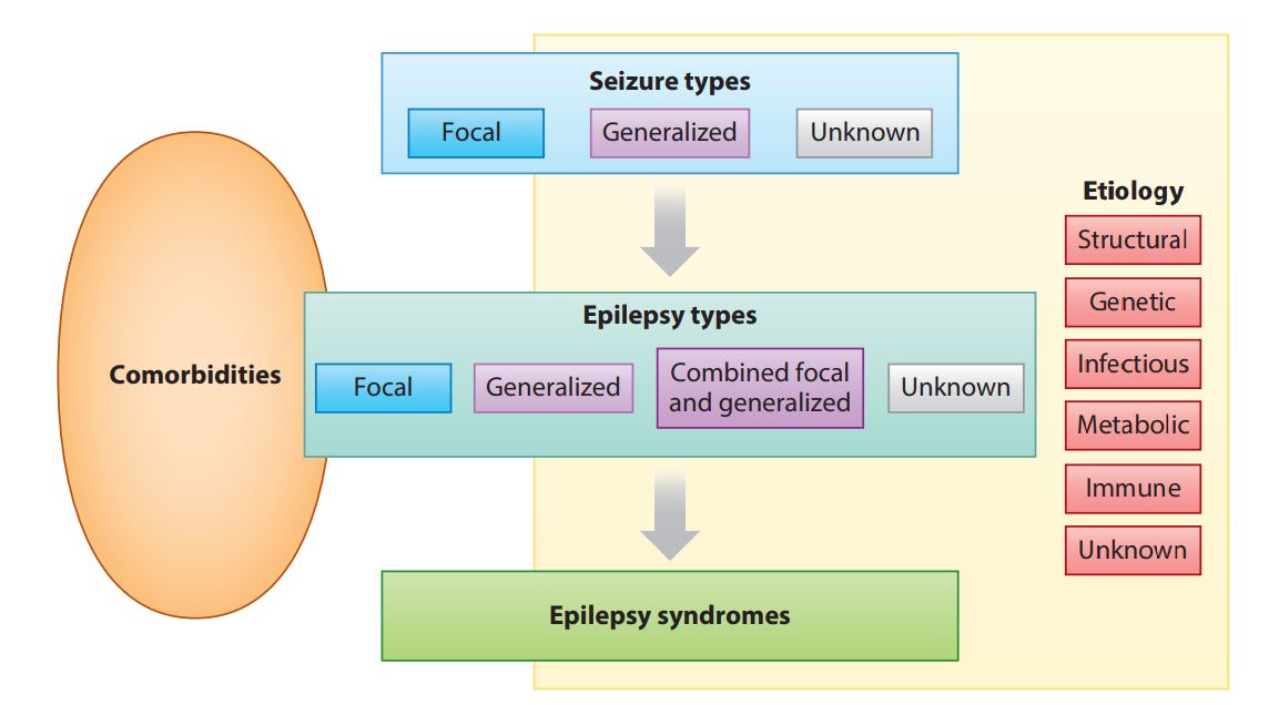 癲癇的分類(lèi)